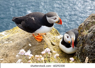 Colorful puffins on the rock - Iceland