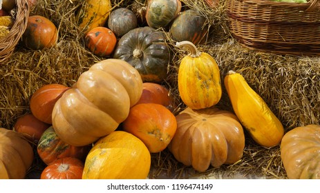    Colorful pumkins and hay. Harvest.  Pumpkins of different varieties and sizes.  Thanksgiving day. Crop.                               
