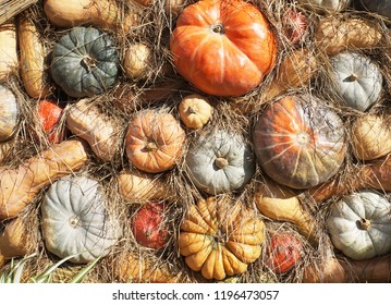 Colorful pumkins and hay. Harvest. Top view.  Pumpkins of different varieties and sizes.  Thanksgiving day. Crop.                          