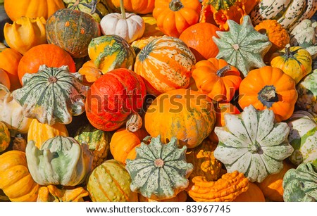 Similar – Image, Stock Photo Pumpkins Food Vegetable