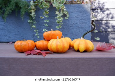 Colorful Pumpkins On Wooden Table Backgrounded Outdoor. Thanksgiving, Halloween And Autumn Harvest Concept Decoration Background.