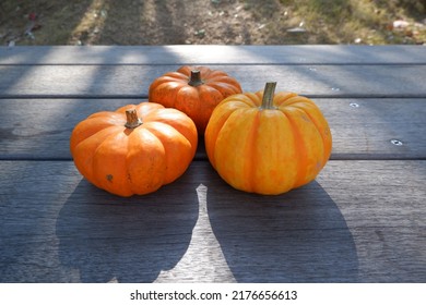 Colorful Pumpkins On Wooden Table Backgrounded Outdoor. Thanksgiving, Halloween And Autumn Harvest Concept Decoration Background.