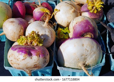 Colorful Purple And Orange Turnip Vegetable At A Winter Farmers Market