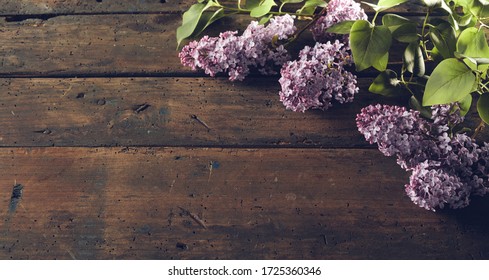 Colorful Purple Spring Lilac Blossom On Dark Rustic Wood In A Panorama Banner With Copy Space Viewed Top Down