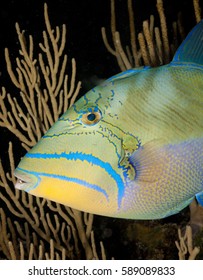 Colorful Queen Triggerfish