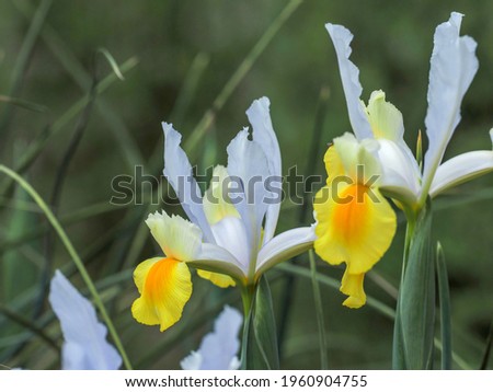 Colorful Rabbitear iris (Kakitsubata) is fully blooming in the green background