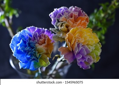 Colorful Rainbow Carnations Close Up