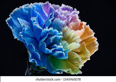 Colorful Rainbow Carnations Close Up