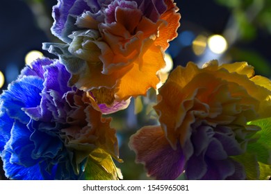 Colorful Rainbow Carnations Close Up