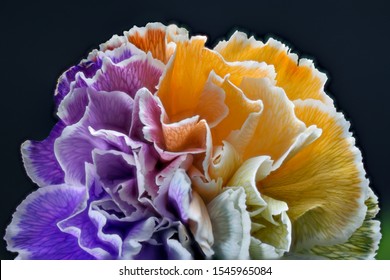 Colorful Rainbow Carnations Close Up