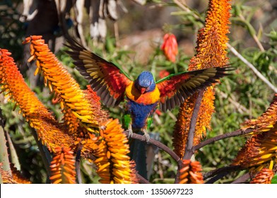 Flying Australian Birds Images, Stock Photos & Vectors