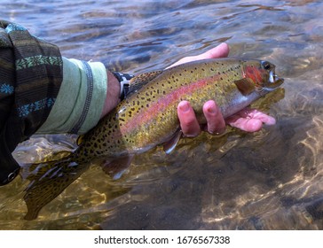 Colorful Rainbow Trout Caught & Released Fly Fishing On The Colorado River Near Lees Ferry, Arizlona