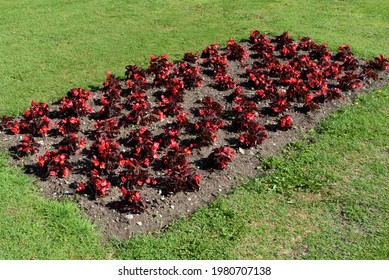 Colorful Red Begonia Plants In A Rectangular Flowerbed Set Into A Neat Green Lawn In A Garden Or Park In Spring