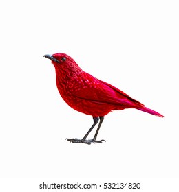 Colorful Red Bird Isolated Standing On White Background.