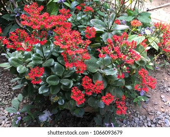 Colorful red blooming flowers
