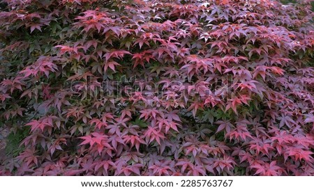 Colorful red and green leaves of a large Japanese Maple tree create a beautiful display in the landscape. 