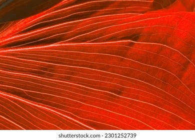 Colorful red leaves texture, unusual floral background