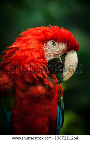 A colorful red Maccaw parrot posing for the camera at Brookfield Zoo. He eyes me suspisiously.