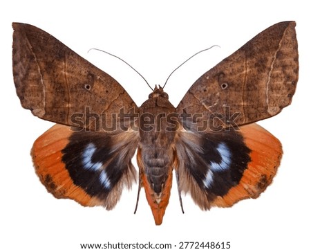 A colorful red moth Thyas juno is shown isolated against a white background. The moth displays distinct patterns and colors with its wings fully spread open.