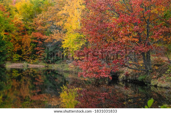 Colorful red Pin Oak tree and\
other autumn trees by small lake with reflections in autumn\
time.