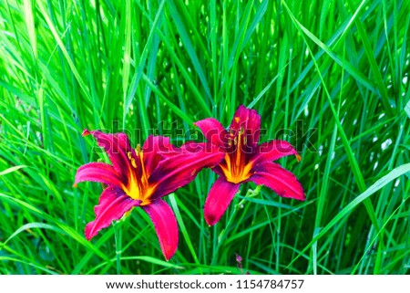 Colorful red, pink flowers with green grass in the background