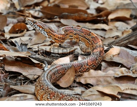 Colorful Red Rat Snake Slithering Across Fallen Leaves