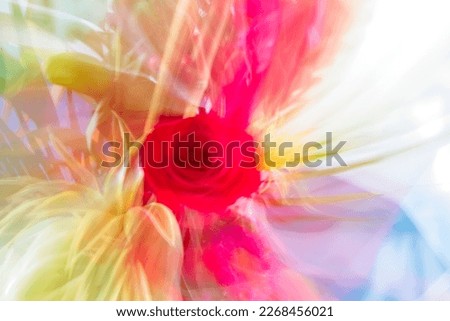 Colorful red rose blurred on a blurred background. Rose rouge colorée floue sur fond floue 