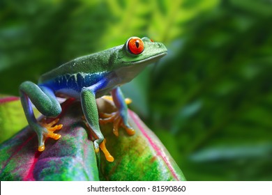 A Colorful Red-Eyed Tree Frog In Its Tropical Setting.