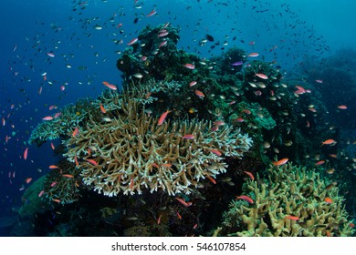 Colorful Reef Fish, Mainly Anthias, Swarm Above A Healthy Coral Reef In The Solomon Islands.