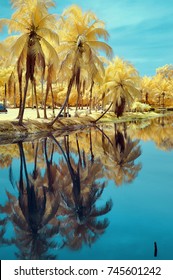 Colorful Reflections Of Coconut Trees. Infra Red Photography