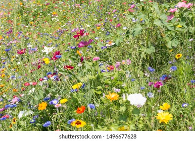 colorful rich flowering meadow in the alps in summer - Shutterstock ID 1496677628