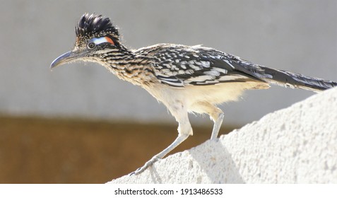 A Colorful Road Runner Bird