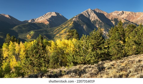 Colorful Rocky Mountain aspen trees in early fall, with Mount Hope and the Twin Peaks located in the Collegiate Peaks Wilderness. 
				