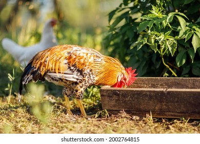 A colorful rooster eats grain from a trough on a sunny summer day. A white hen is waiting in the distance