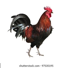 Colorful Rooster Isolated On White