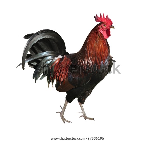 Colorful Rooster Isolated On White Stock Photo (Edit Now) 97535195