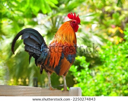 Colorful rooster in Keywest Florida