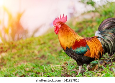 Colorful Rooster In Morning Light