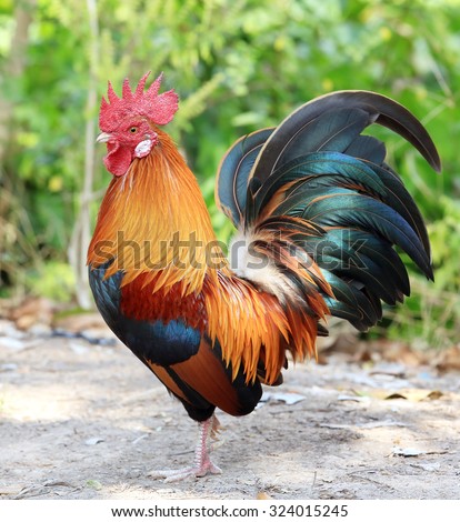 colorful rooster on green nature background