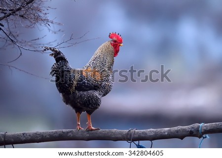 colorful rooster outdoor