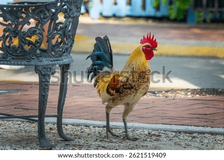 Colorful rooster in a street of Bahama village, Key West, Florida