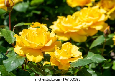 Colorful Rose Flower Henry Fonda
