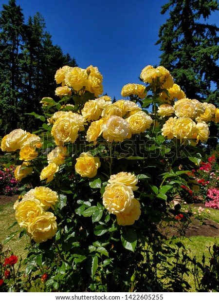 Colorful Rose Flowers International Rose Test Stock Photo Edit