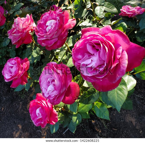 Colorful Rose Flowers International Rose Test Stock Photo Edit