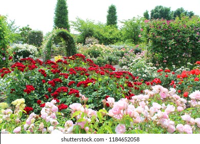 バラ園 の画像 写真素材 ベクター画像 Shutterstock