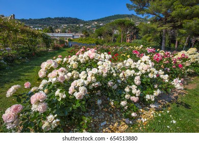 27,372 Rose Italy Images, Stock Photos & Vectors | Shutterstock