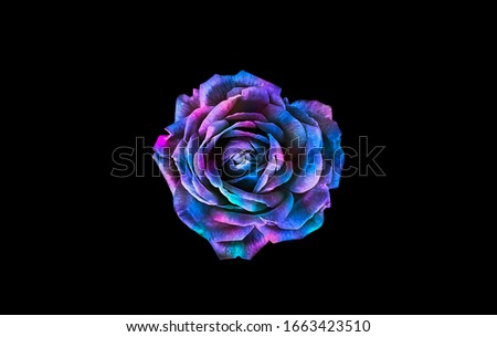 Colorful rose isolated on black background. Colorful abstract background. Colorful flower on black background.