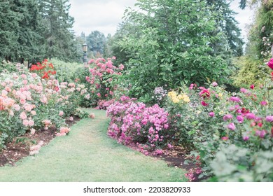 Colorful Roses In Portland International Rose Test Garden.