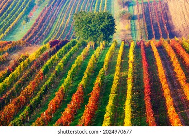 Colorful rows of vineyards in autumn. Green lonely tree in fog among vineyards. Autumn scenic landscape of South Moravia in Czech Republic