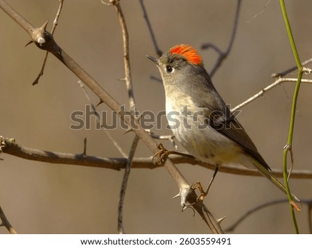 A colorful Ruby-crowned Kinglet bird perched on a thorny branch in a natural setting, showcasing its vibrant red crest and delicate feathers.